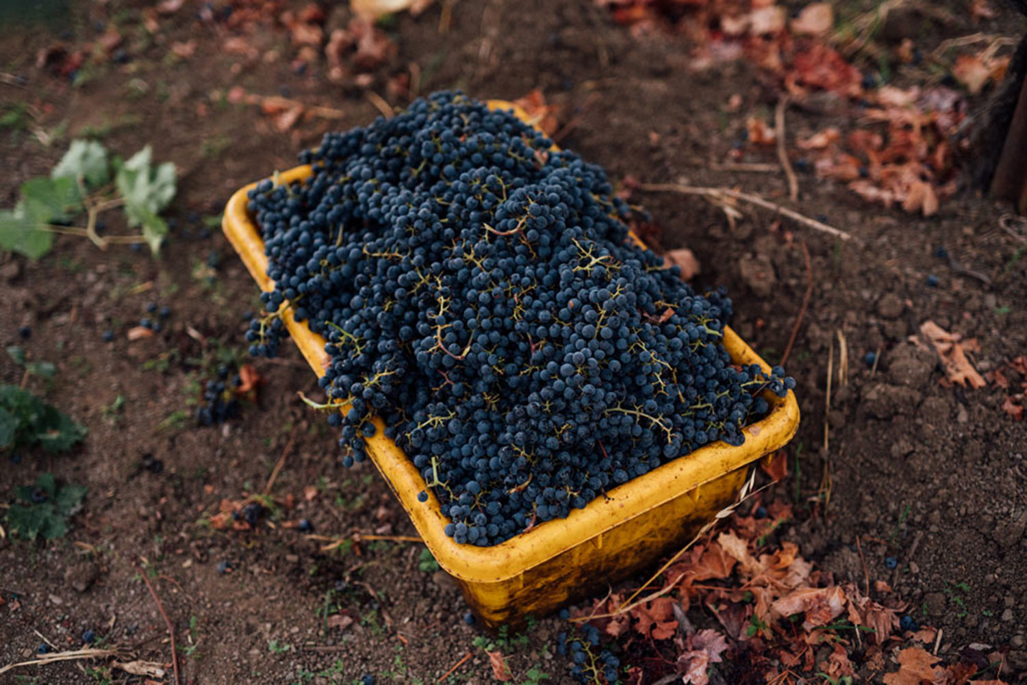 A wine lug full of cabernet sauvignon grapes just harvested in the vineyards