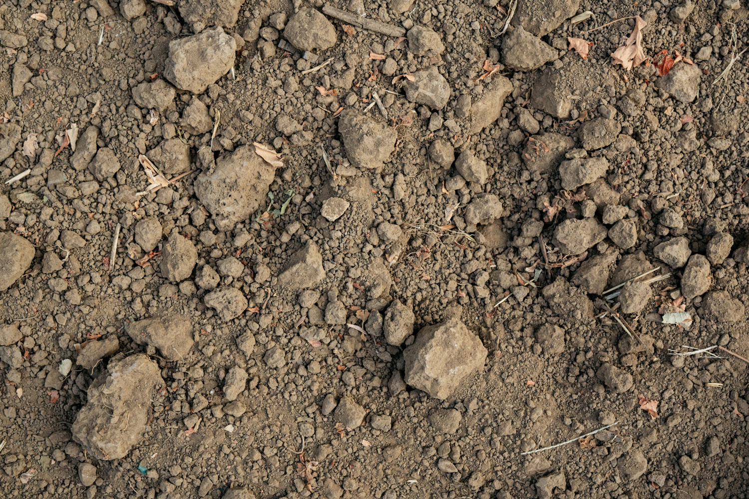 Close-up of the soil and rocks in the Trailside Vineyard
